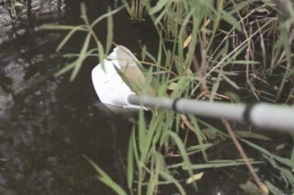 Dipping For Mosquito Larvae 1